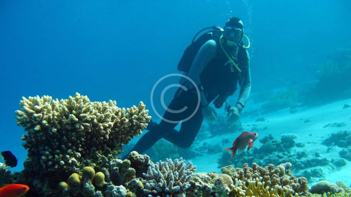 Perfilagem Óptica (Diagnóstico)